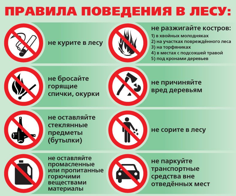 Правила пожарной безопасности в лесах: действующие требования правил поведения в РФ